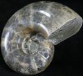 Polished Anapuzosia Ammonite Fossils #25208-3